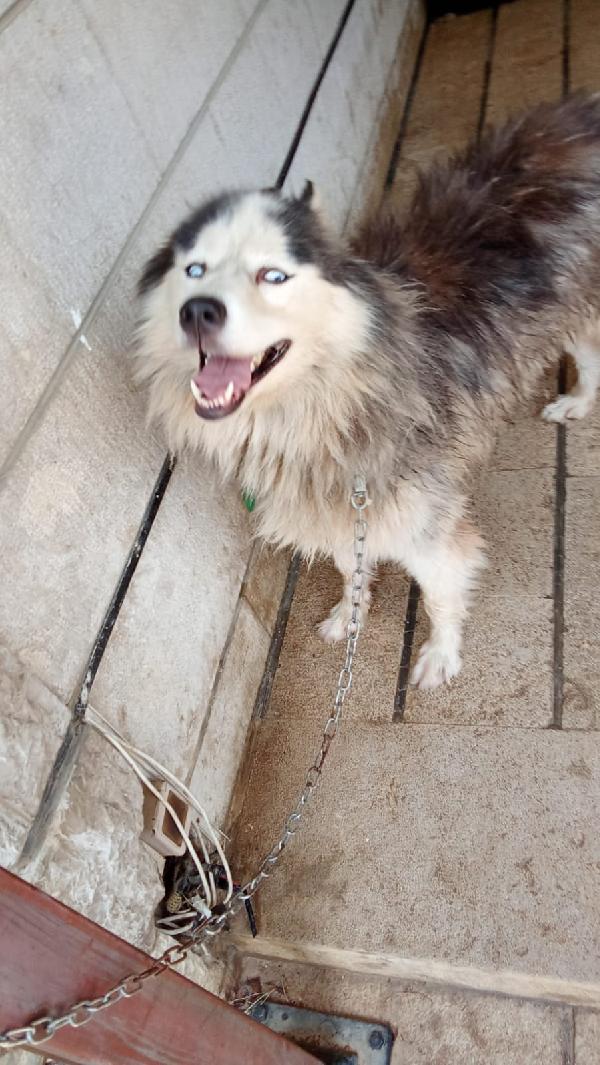 Splendida Malamute VICKY Foto 5